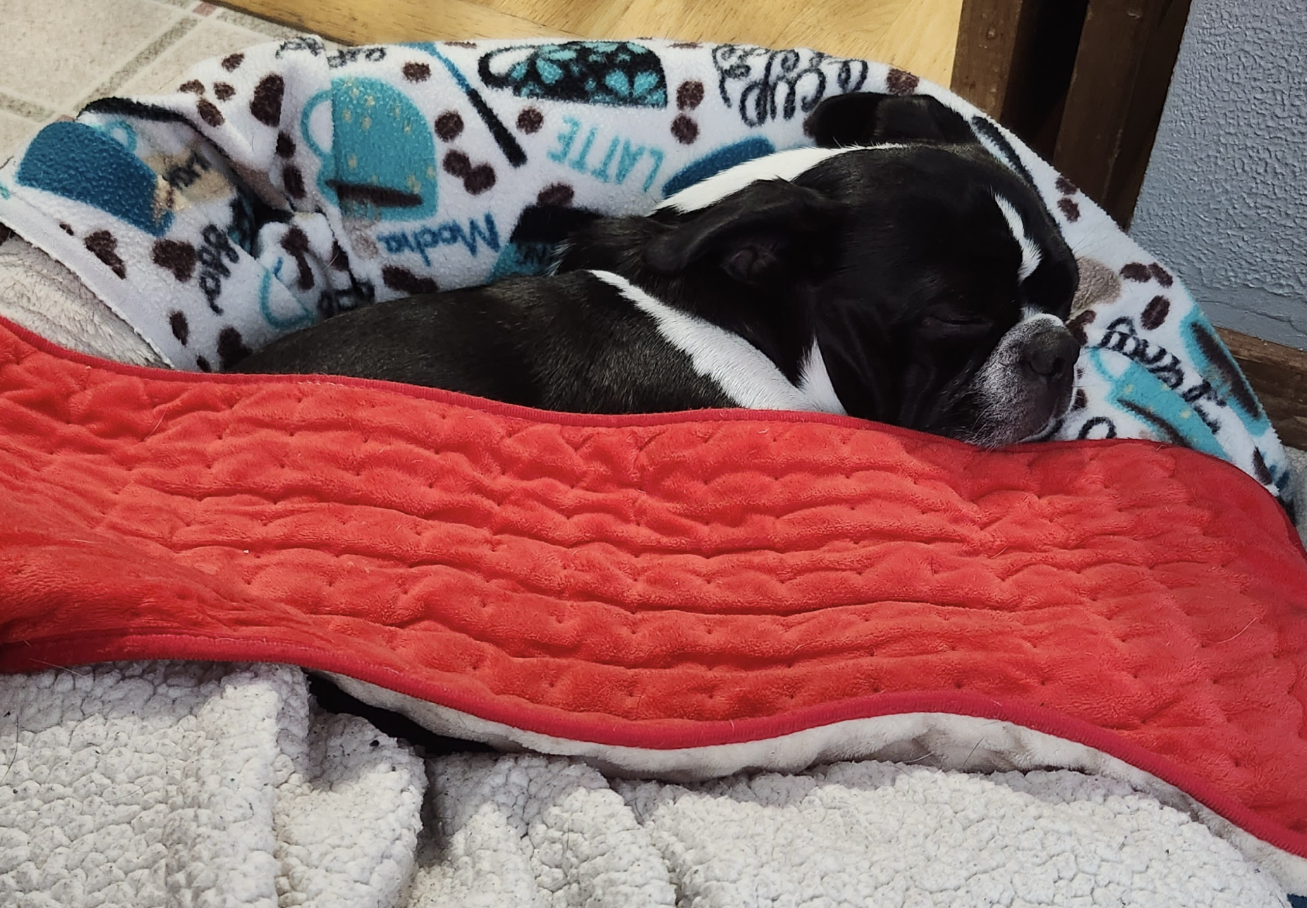 A small black and white dog sleeps under a bright red padded heating pad pulled up under his chin.
